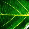 Macro View Of Jack Tree Leaf